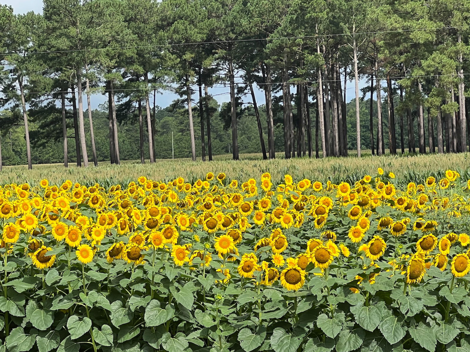 Allen Brothers Outdoors