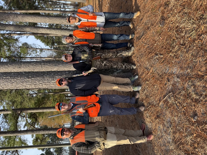 Quail &amp; pheasant hunting