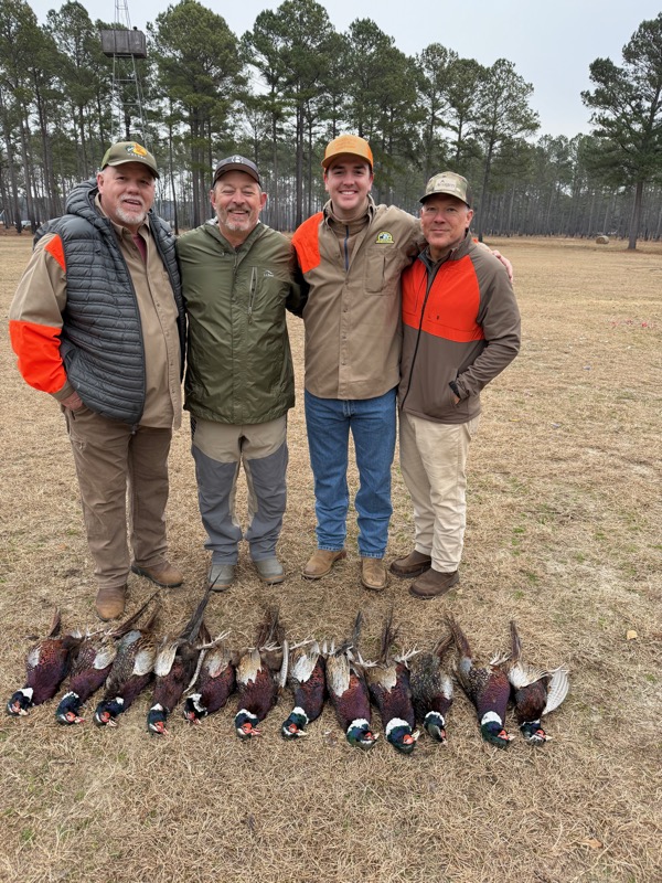 Quail &amp; pheasant hunting