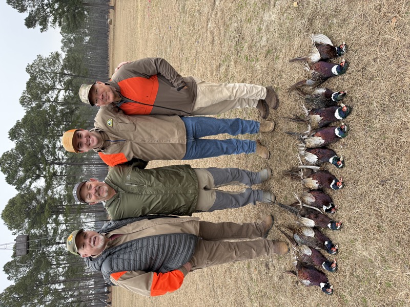 Quail &amp; pheasant hunting