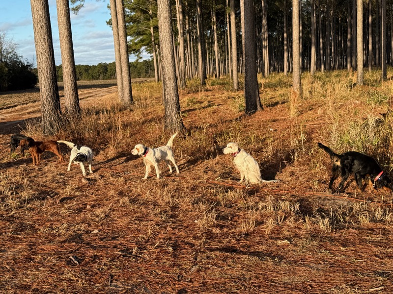 Quail &amp; pheasant hunting