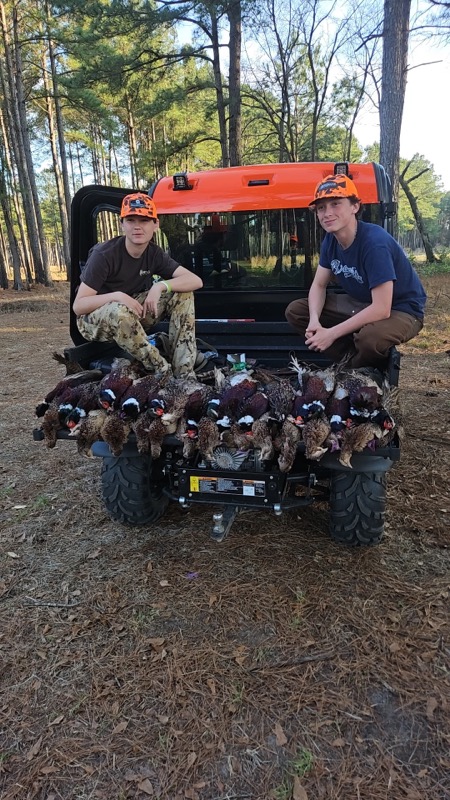 Quail &amp; pheasant hunting