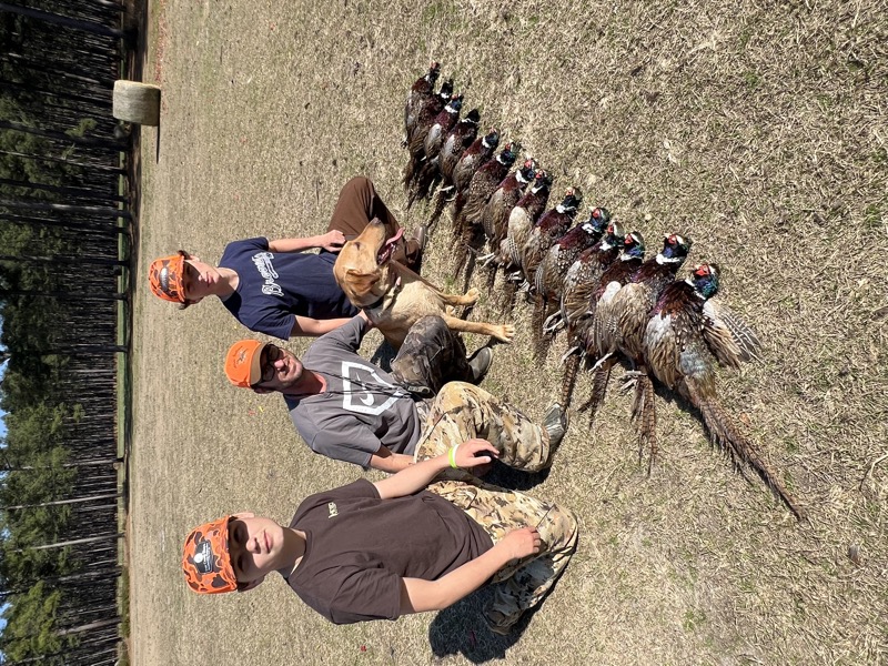 Quail &amp; pheasant hunting