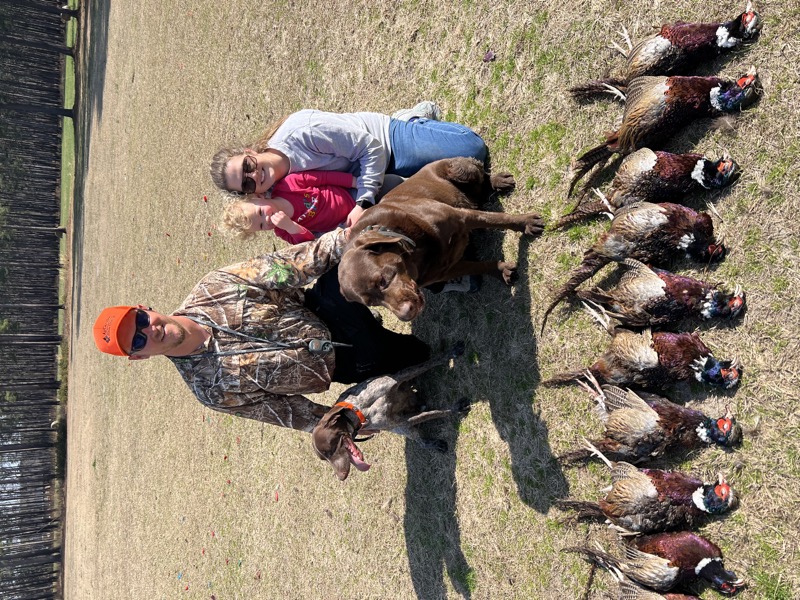 Quail &amp; pheasant hunting