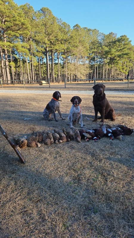 Quail &amp; pheasant hunting