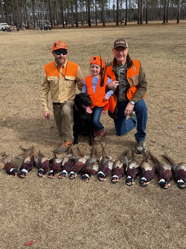 Quail &amp; pheasant hunting