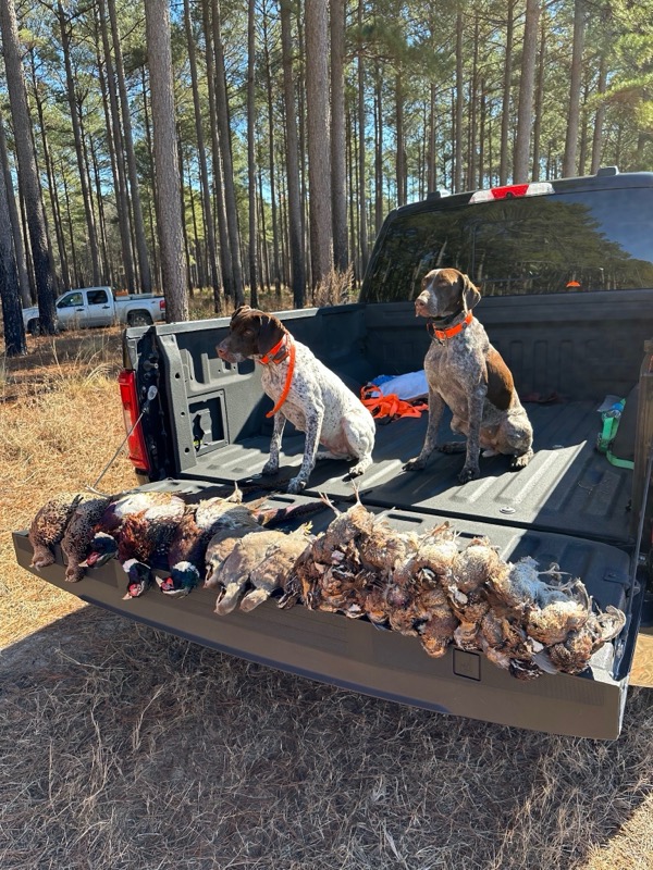 Quail &amp; pheasant hunting