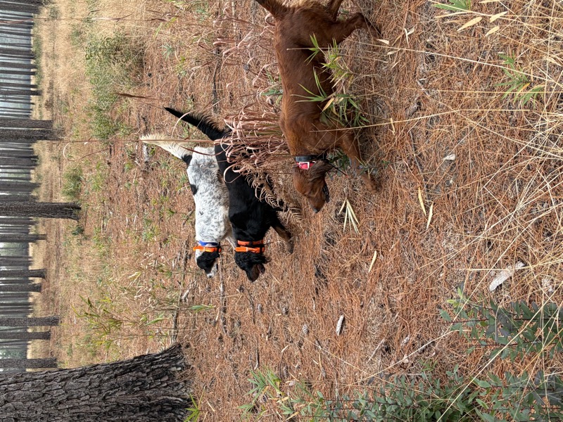 Quail hunting