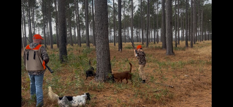 Quail hunting