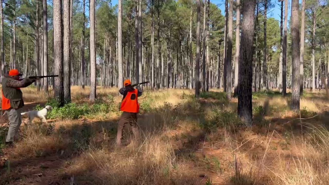 Quail hunting clip