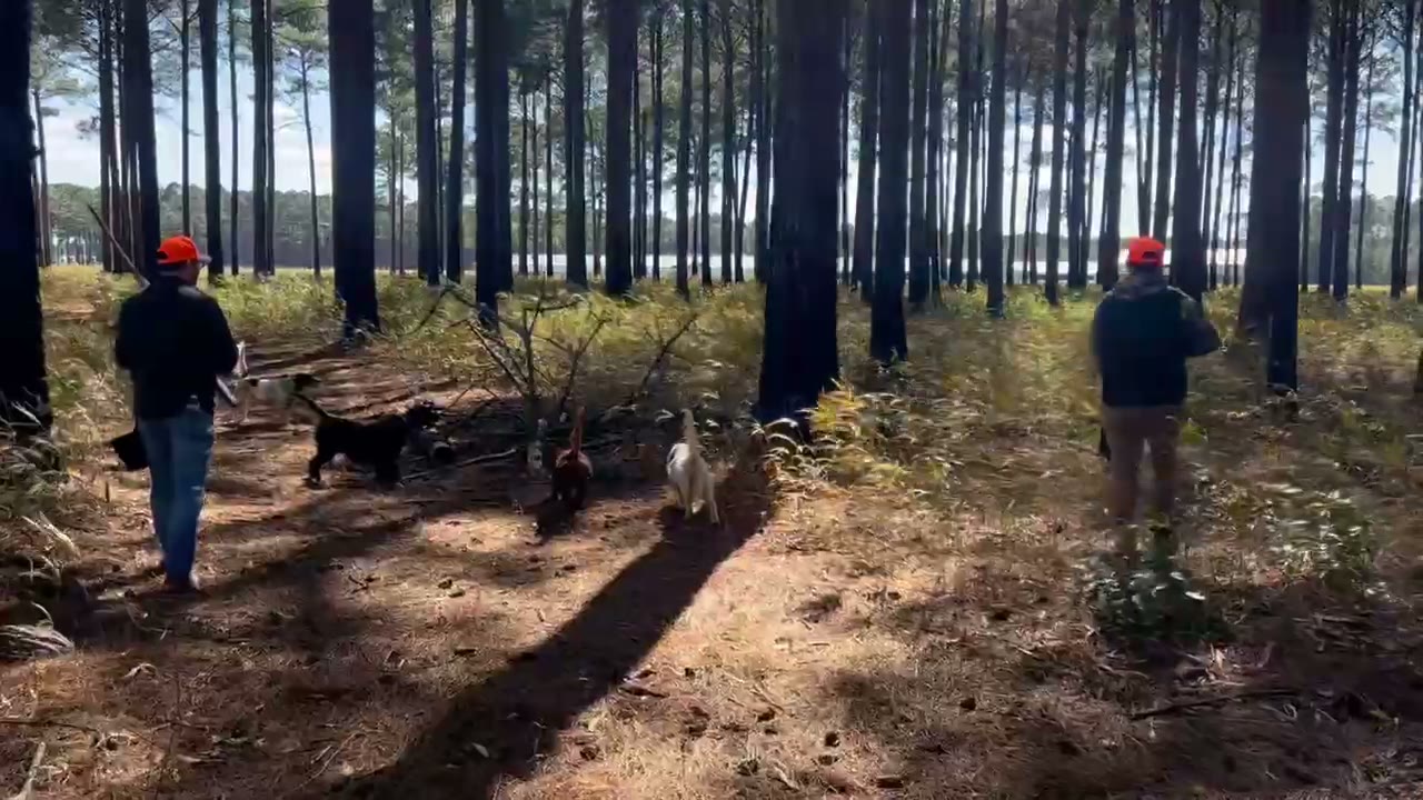 Quail hunting in the pines