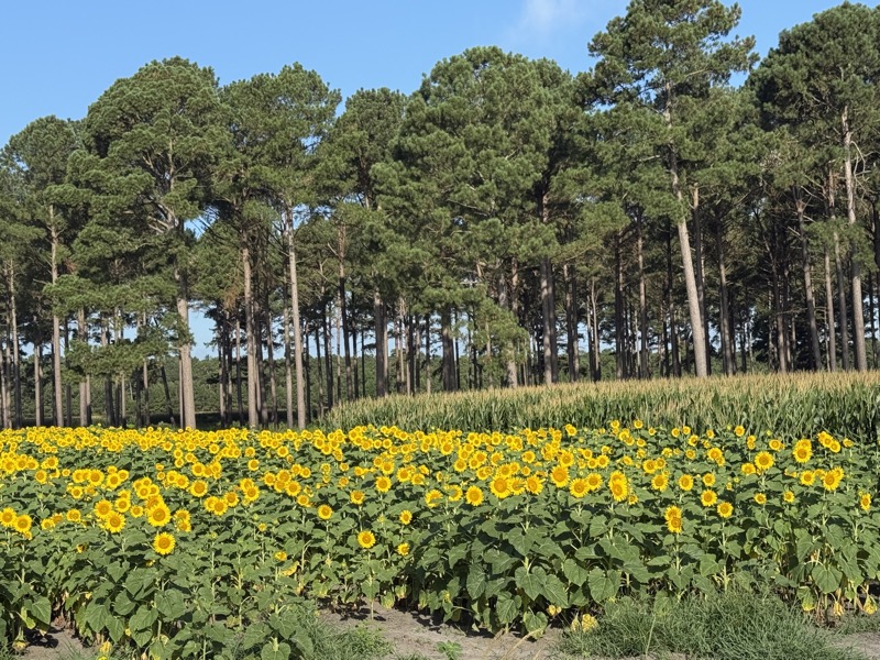 Sunflower field bordered by pines