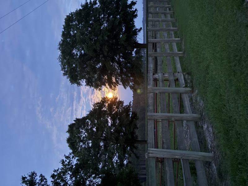 Sunset through the trees over the pasture